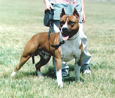 Hagele's Landberg | American Staffordshire Terrier 