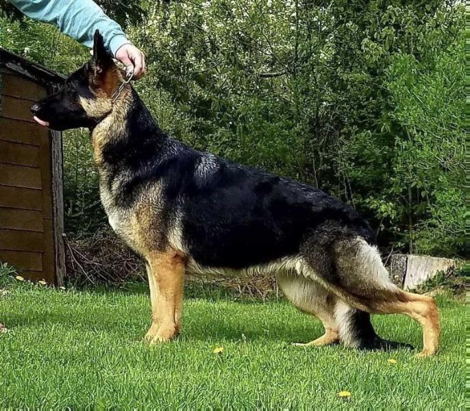 Von Bruker's Image Of Heritance Acres | German Shepherd Dog 