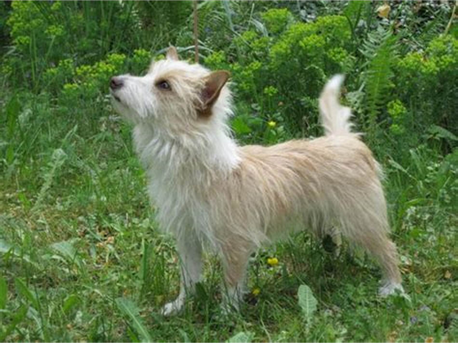 Portuguese Podengo