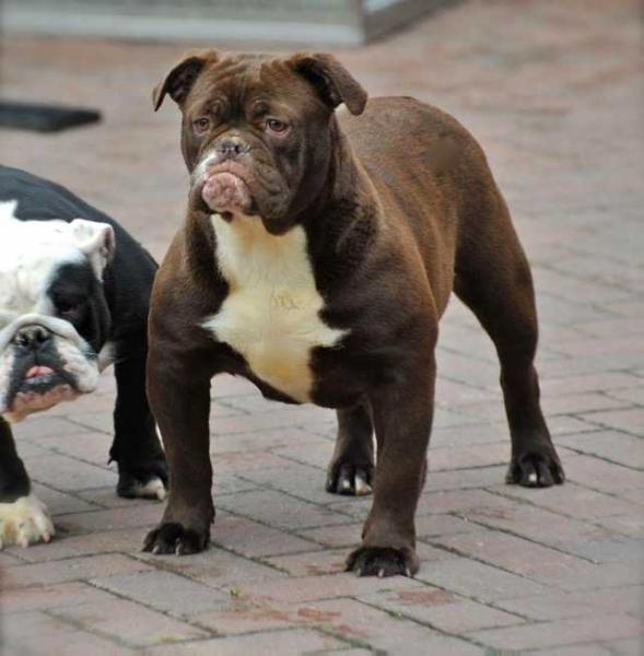 BraveheartBullyz Madonna | Olde English Bulldogge 