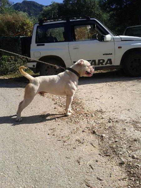 Cerberus Bulls Talos | American Bulldog 