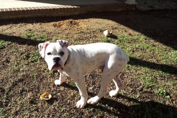 Beefmaster's Sir Beef Cake | Olde English Bulldogge 