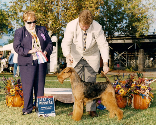 Darbywood's Eyes Of The World | Airedale Terrier 