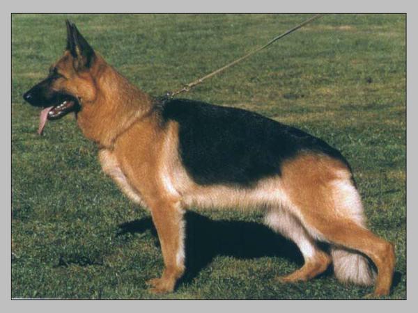 Biene Bauernfreund | German Shepherd Dog 