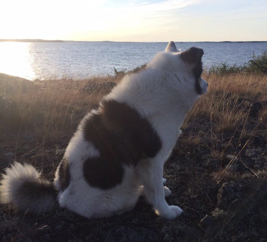 Bergspetsens Bliki | Icelandic Sheepdog 