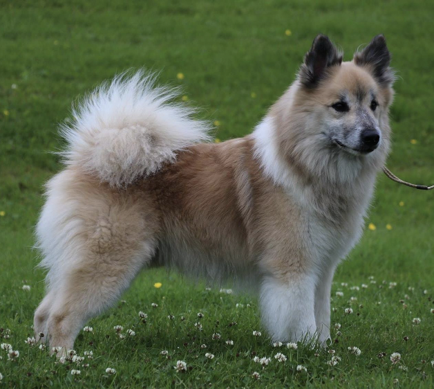 Sunnusteins Íslandssómi | Icelandic Sheepdog 