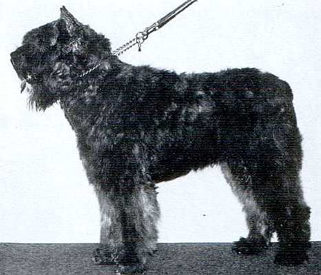 Aron Vedette v. Dafzicht | Bouvier des Flandres 