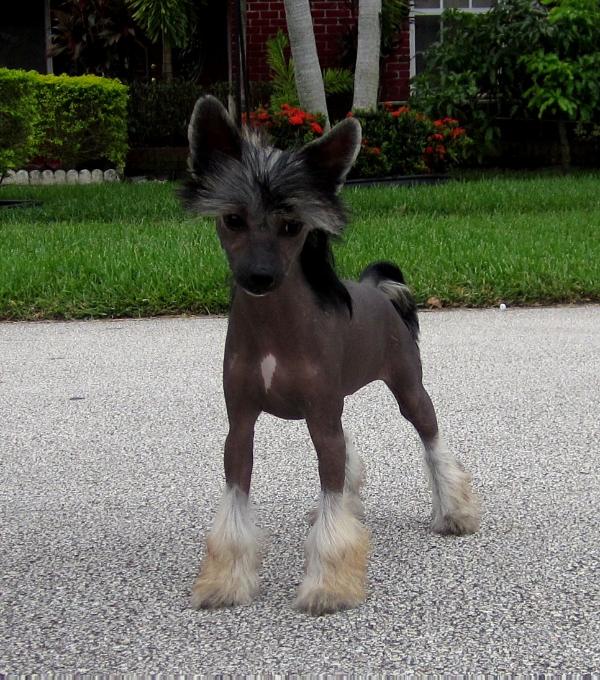 I'm The Only One Modny Drobiazg | Chinese Crested 