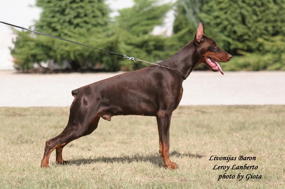 Livonija Baron Leroy Lanberto | Brown Doberman Pinscher