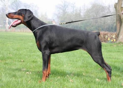 Livonija Baronesa Lareina Laura | Black Doberman Pinscher