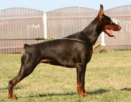 Livonija Baronesa Lucretia Lourdes | Brown Doberman Pinscher