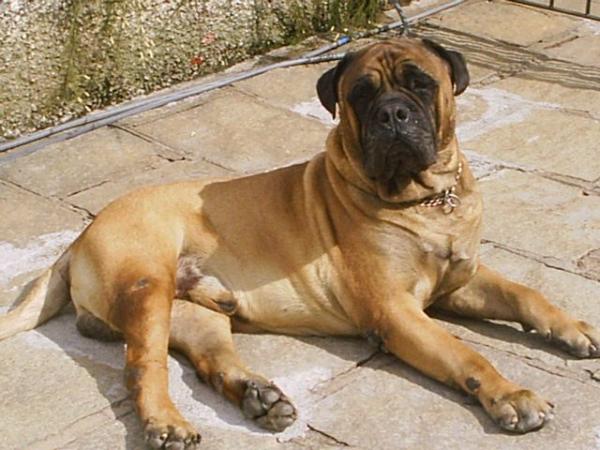 IRON HOUSE TANK ABBOT | Bullmastiff 