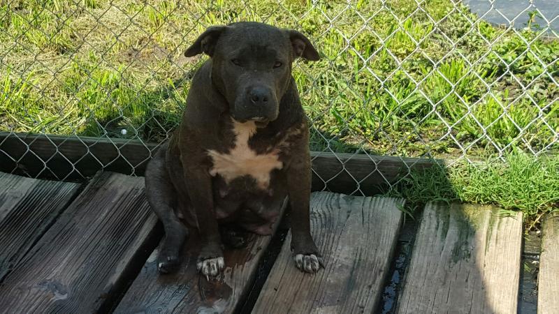 WINSTON'S BAD MOTHER SONIA | American Staffordshire Terrier 