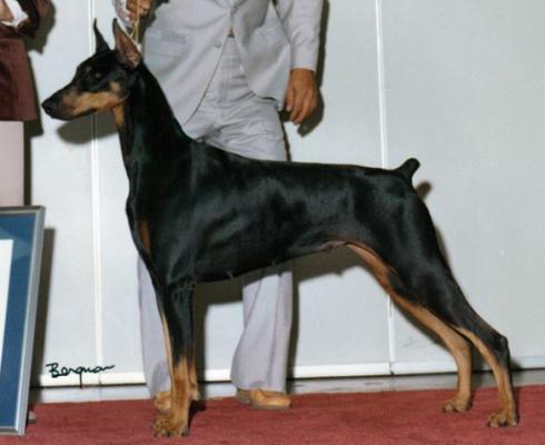 Marienburg's Mary Hartman | Black Doberman Pinscher