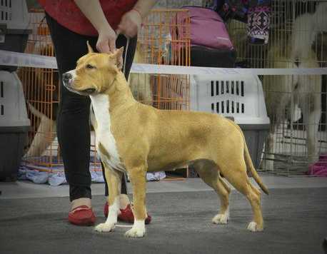 Tahmina iz Korolevstva Staff | American Staffordshire Terrier 