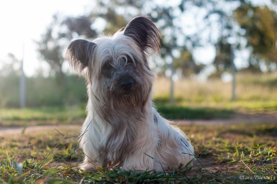 Antaris Goldenskye Plutus | Skye Terrier 