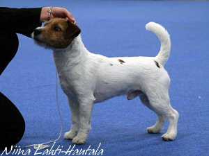 BOLDANDBRAINY WISEGUY | Jack Russell Terrier 