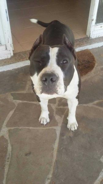 Mafia blood of warriors | American Staffordshire Terrier 