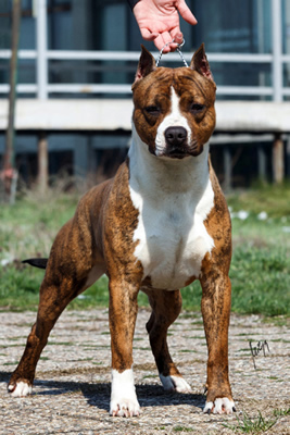 Tristan Flight Staff | American Staffordshire Terrier 