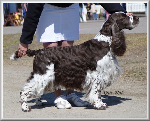 High Score On-The-Move | English Springer Spaniel 