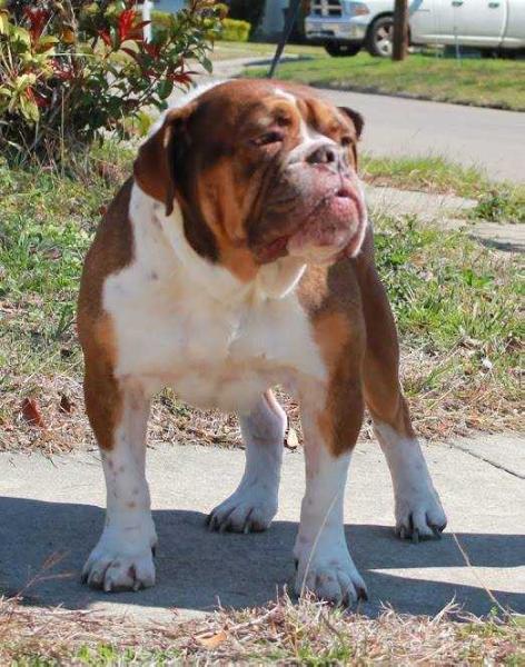 RockRoll's Ezekiel | Olde English Bulldogge 