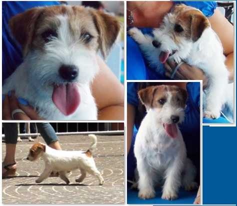 Lantaka jack italie | Jack Russell Terrier 