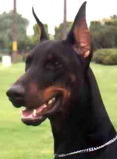 Eizen Kraft v. Enher | Black Doberman Pinscher