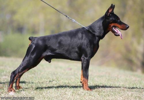 Efendy iz Zoosfery | Black Doberman Pinscher