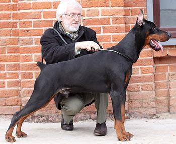 Elbasar iz Zoosfery | Black Doberman Pinscher