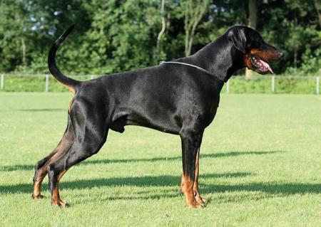 Russkaja Mechta Izedin Ivin | Black Doberman Pinscher