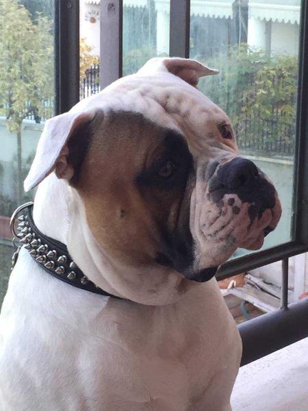 Picchiotti's Asso | American Bulldog 