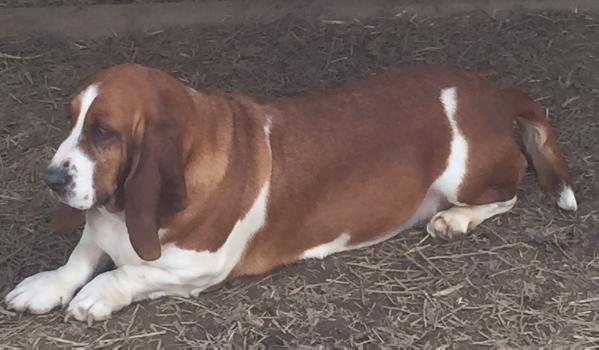 Copper's Lilly Rose | Basset Hound 