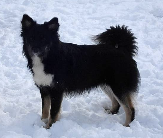 Sunnusteins Surtla | Icelandic Sheepdog 