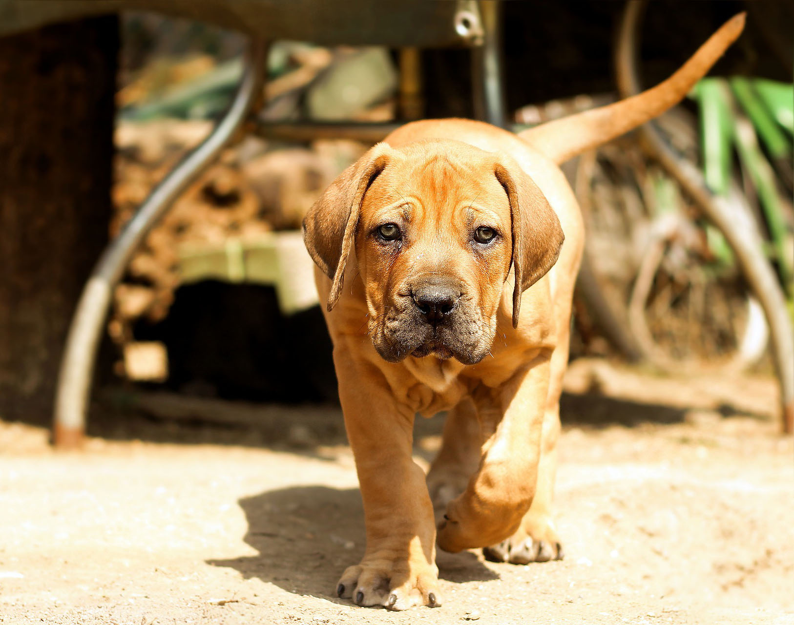 BOERBOEL