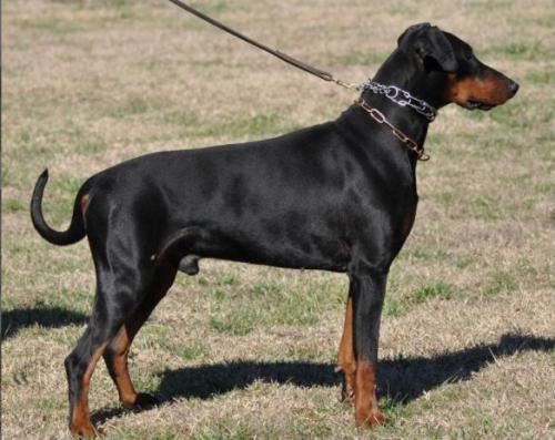 Hondu v.d. Mooreiche | Black Doberman Pinscher