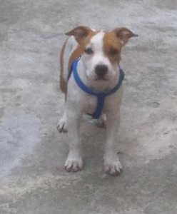 Getic Flames Feel Free | American Staffordshire Terrier 