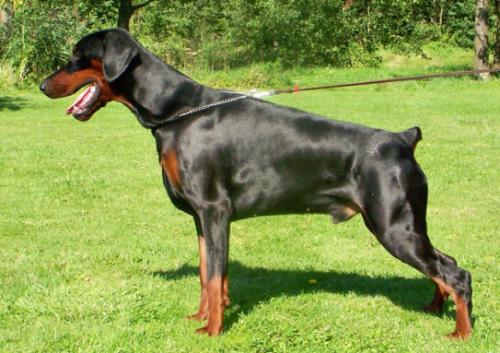 Pride of Russia Oscar | Black Doberman Pinscher