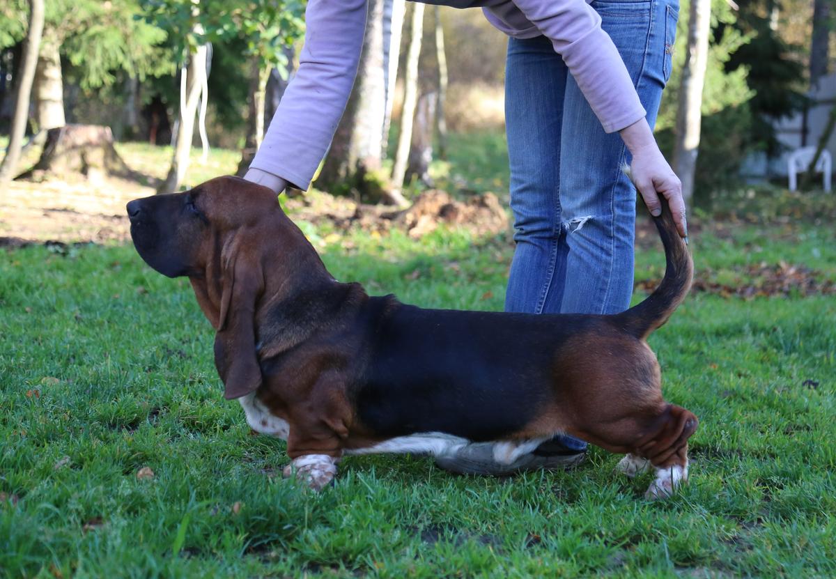 Baltik Show Humpty Dumpty | Basset Hound 