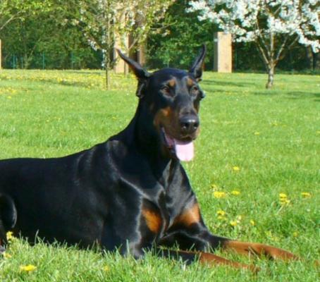 Natascha v. Sachsen-Anhalt | Black Doberman Pinscher