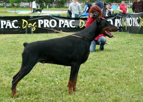 Tom-Dober Jana | Black Doberman Pinscher