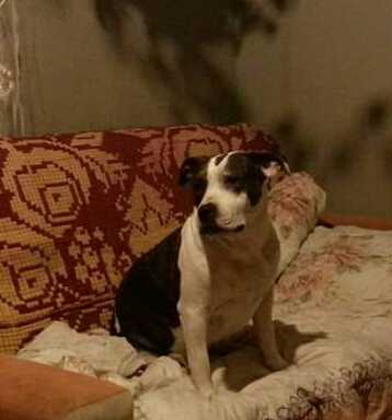 Crazy Crys  To HOT to Handle | American Staffordshire Terrier 
