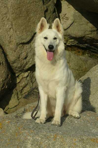 Eïcko de l'Odyssée des Muses | White Swiss Shepherd Dog 