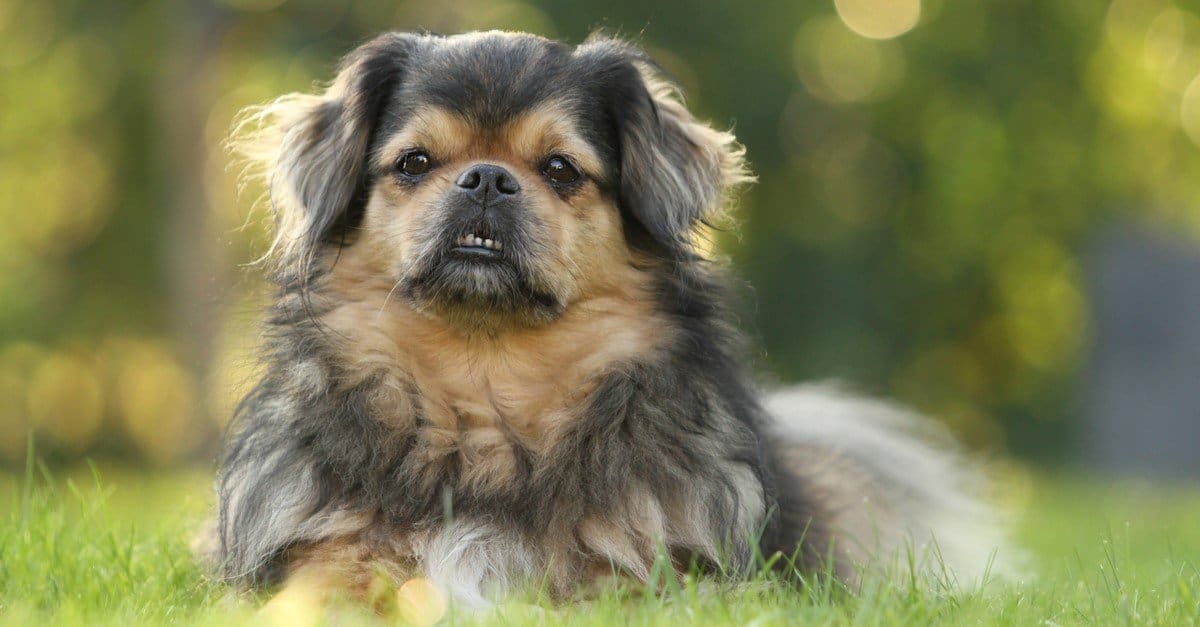 Tibetan Spaniel
