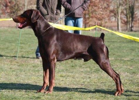 Chabal de la Lumière de Brégancon | Brown Doberman Pinscher