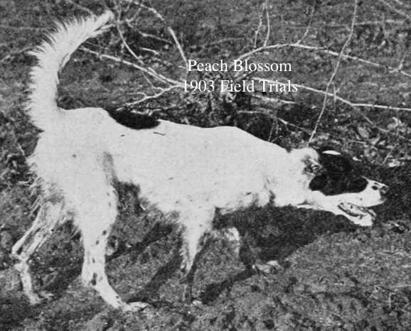 Peach Blossom | English Setter 