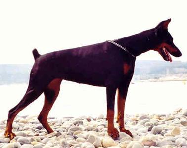 Pyrale-Molly de la Haute Chevreuse | Black Doberman Pinscher