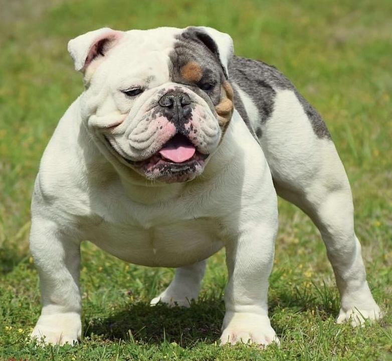 ibulldogges Remi | Olde English Bulldogge 