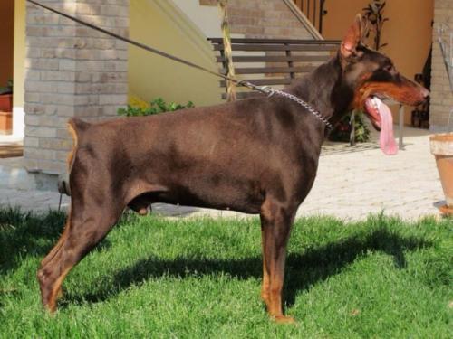 Akeron (LO09113580) | Brown Doberman Pinscher