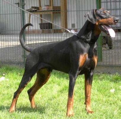 Malecofürst v. Strengbach | Black Doberman Pinscher