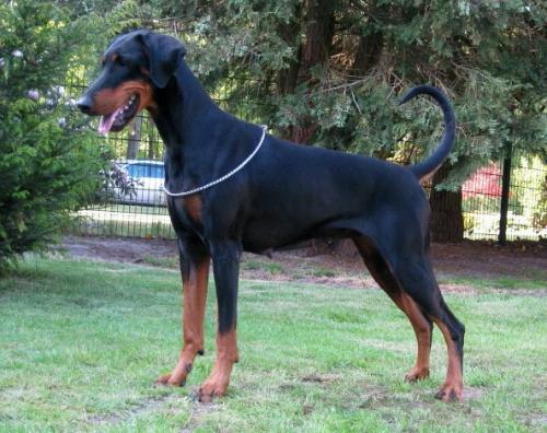 Madleenfürstin v. Strengbach | Black Doberman Pinscher